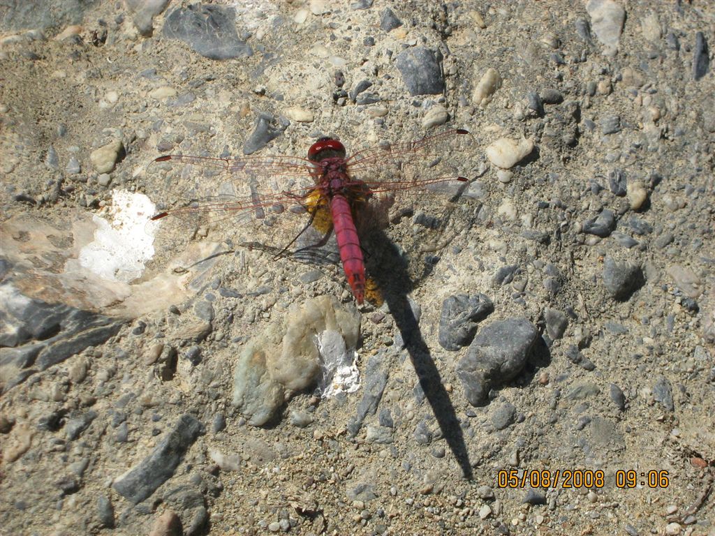 Libellula rossa a Creta